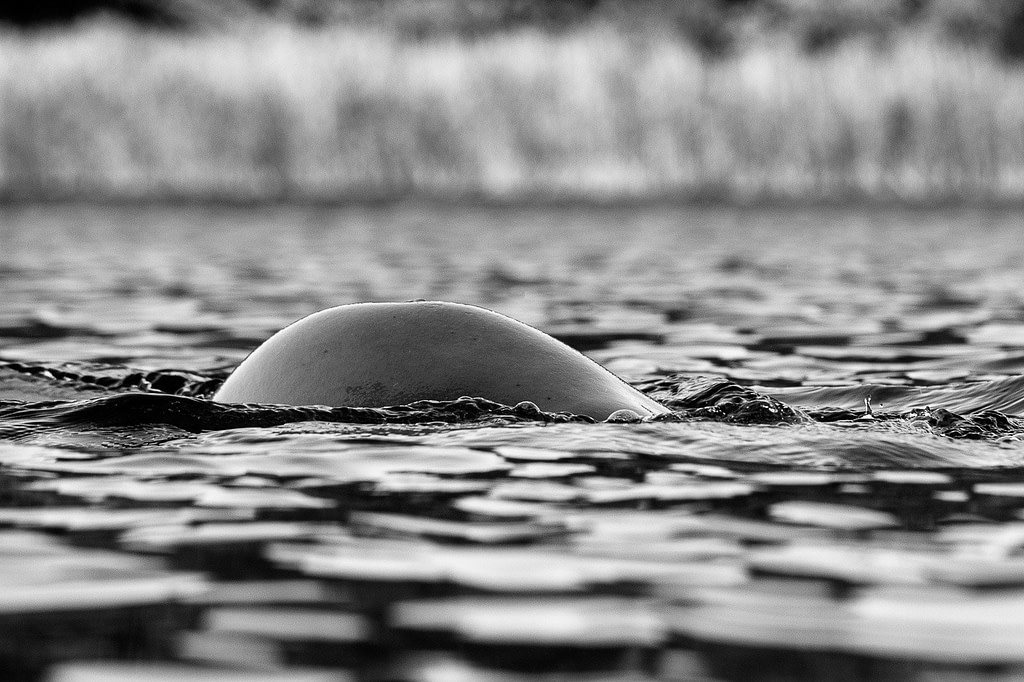 Schwangere taucht auf dem Rücken im See und hebt dabei ihren Babybauch aus dem Wasser beim Schwangerschaftsfotoshooting in Hamburg in der Natur