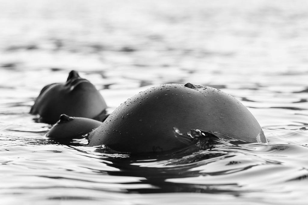 Schwangere liegt im See und hebt ihren Babybauch aus dem Wasser beim Babybauch Shooting in Hamburg draußen in der Natur